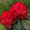 Halfdan Lem - różanecznik wielkokwiatowy - Halfdan Lem - Rhododendron hybridum