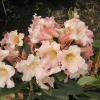 Flautando - fauriei-hybr. - różanecznik wielkokwiatowy - Flautando - Rhododendron hybridum