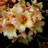 Flautando - fauriei-hybr. - Rhododendron hybrid - Flautando - Rhododendron hybridum