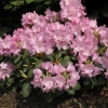 Vater Böhlje - Рододендрон Bильямса - Vater Böhlje - Rhododendron williamsianum