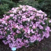 Vater Böhlje - Рододендрон Bильямса - Vater Böhlje - Rhododendron williamsianum