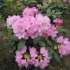Vater Böhlje - Рододендрон Bильямса - Vater Böhlje - Rhododendron williamsianum