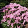 Vater Böhlje - Рододендрон Bильямса - Vater Böhlje - Rhododendron williamsianum