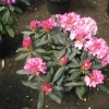 Schneewittchen - Różanecznik jakuszimański - Schneewittchen - Rhododendron yakushimanum