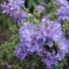 Rhododendron intricatum - Rhododendron intricatum