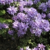 Rhododendron intricatum - Rhododendron intricatum