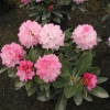 Excelsior - Różanecznik jakuszimański - Excelsior - Rhododendron yakushimanum