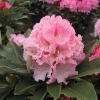 Excelsior - Rhododendron yakushimanum - Excelsior - Rhododendron yakushimanum