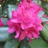Dr H. C. Dresselhuys - Rhododendron Hybride - Dr H. C. Dresselhuys - Rhododendron hybridum