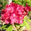 Mars - Rhododendron hybrid - Mars - Rhododendron hybridum