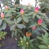 Andantino - Rhododendron hybrid - Andantino - Rhododendron hybridum