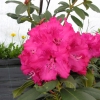 Andantino - Rhododendron Hybride - Andantino - Rhododendron hybridum