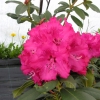 Andantino - Rhododendron hybrid - Andantino - Rhododendron hybridum