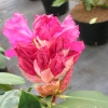 Andantino - Różanecznik wielkokwiatowy - Andantino - Rhododendron hybridum
