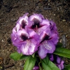 Bariton - różanecznik wielkokwiatowy - Bariton - Rhododendron hybridum