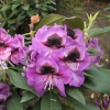 Bariton - Rhododendron hybrid - Bariton - Rhododendron hybridum