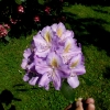 Blutopia - Rhododendron hybrid - Blutopia - Rhododendron hybridum