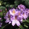 Blutopia - Rhododendron hybrid - Blutopia - Rhododendron hybridum