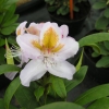 Mrs Anthony Waterer - Рододендрон гибридный - Mrs Anthony Waterer - Rhododendron hybridum