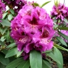 Burgundula - Рододендрон гибридный - Burgundula - Rhododendron hybridum