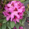 Burgundula - Рододендрон гибридный - Burgundula - Rhododendron hybridum