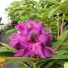 Burgundula - Рододендрон гибридный - Burgundula - Rhododendron hybridum