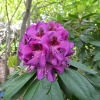 Burgundula - Рододендрон гибридный - Burgundula - Rhododendron hybridum