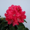 Brisanz - haematodes-hybr. - Rhododendron Hybride - Brisanz - Rhododendron hybridum