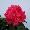 Brisanz - haematodes-hybr. - różanecznik wielkokwiatowy - Brisanz - Rhododendron hybridum