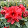 Brisanz - haematodes-hybr. - różanecznik wielkokwiatowy - Brisanz - Rhododendron hybridum