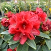 Brisanz - haematodes-hybr. - Rhododendron Hybride - Brisanz - Rhododendron hybridum