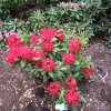 Busuki - różanecznik wielkokwiatowy - Busuki - Rhododendron hybridum