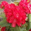 Busuki - Rhododendron Hybride - Busuki - Rhododendron hybridum