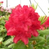 Busuki - różanecznik wielkokwiatowy - Busuki - Rhododendron hybridum