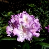 Caroline Allbrook - Rhododendron Yakushimanum - Caroline Allbrook - Rhododendron yakushimanum