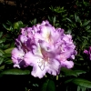 Caroline Allbrook - Rhododendron yakushimanum - Caroline Allbrook - Rhododendron yakushimanum