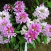 Caroline Allbrook - Rhododendron Yakushimanum - Caroline Allbrook - Rhododendron yakushimanum