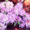 Caroline Allbrook - Rhododendron Yakushimanum - Caroline Allbrook - Rhododendron yakushimanum