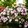 Diadem - fortunei-hybr. - różanecznik wielkokwiatowy - Diadem - Rhododendron hybridum