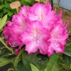 Sternzauber - Rhododendron Hybride - Sternzauber - Rhododendron hybridum