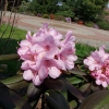 Winterpurpur - Рододендрон гибридный - Winterpurpur - Rhododendron hybridum