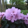 Winterpurpur - Рододендрон гибридный - Winterpurpur - Rhododendron hybridum