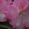 Claudius - różanecznik Williamsa - Claudius - Rhododendron hybridum