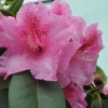 Claudius - Rhododendron williamsianum - Claudius - Rhododendron hybridum