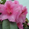 Claudius - różanecznik Williamsa - Claudius - Rhododendron hybridum