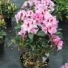 Diadem - fortunei-hybr. - Rhododendron Hybride - Diadem - Rhododendron hybridum