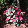 Astrid - Różanecznik jakuszimański - Astrid - Rhododendron yakushimanum