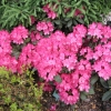 Astrid - Rhododendron yakushimanum - Astrid - Rhododendron yakushimanum