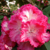 Prof. Horst Robenek - różanecznik wielkokwiatowy - Prof. Horst Robenek - Rhododendron hybridum