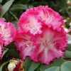 Prof. Horst Robenek - różanecznik wielkokwiatowy - Prof. Horst Robenek - Rhododendron hybridum